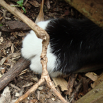 ana_maria_cats-paw1-150x150