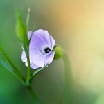 phoenix-flower2-150x150