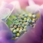 urania_flower1-150x150