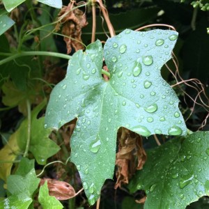 Raindrops on Leaf Close-Up